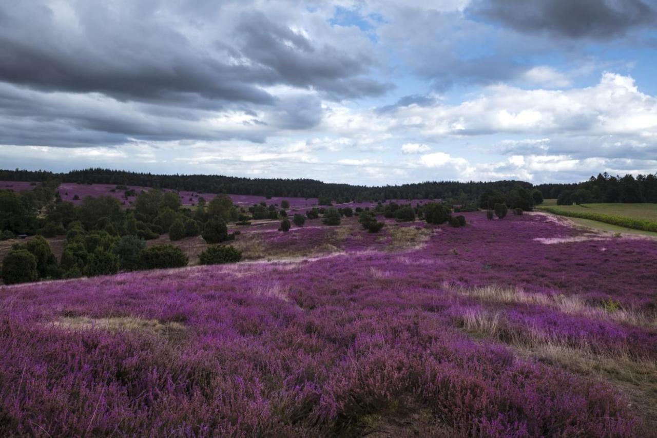 Ferienwohnung Heide View Bispingen Eksteriør bilde