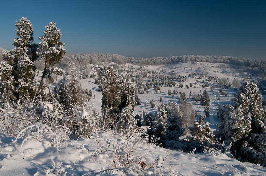 Ferienwohnung Heide View Bispingen Eksteriør bilde